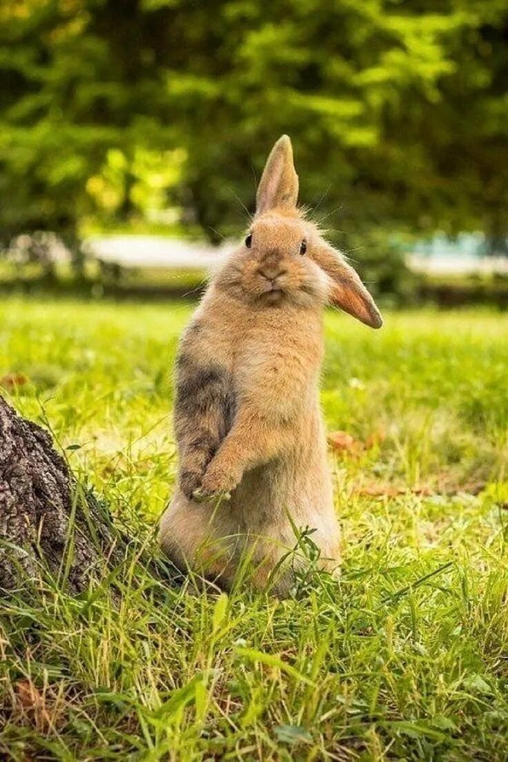 Зайчик прикол. Смешные кролики. Смешной заяц. Испуганный заяц. Рыжий заяц.