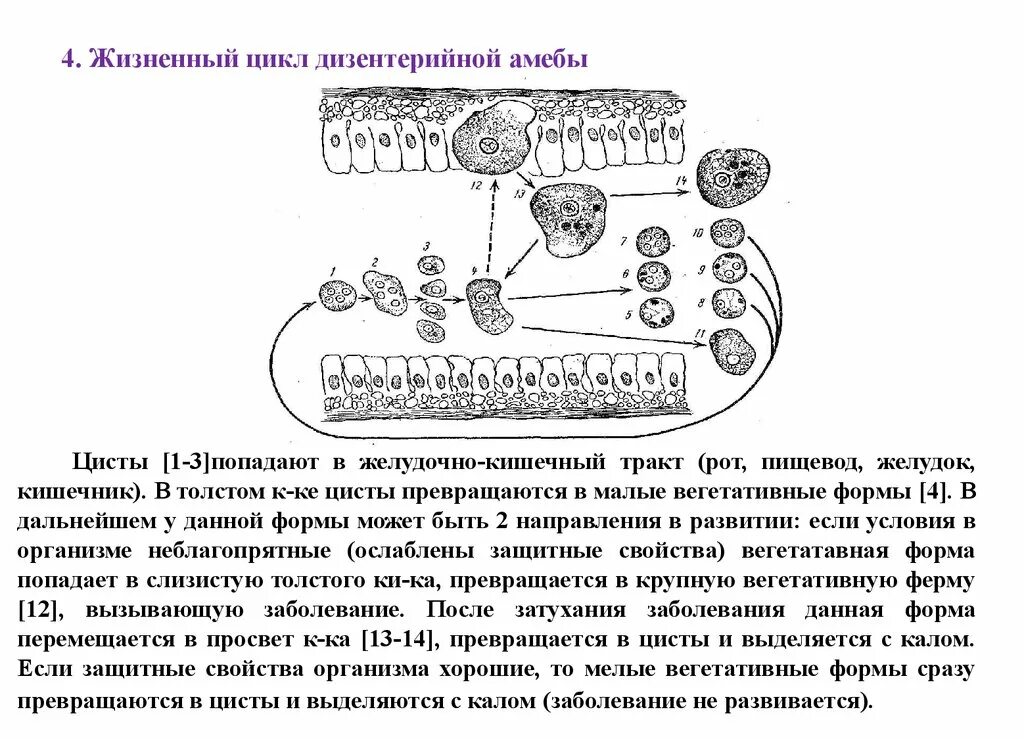 Цикл развития дизентерийной амебы схема. Схема жизненного цикла развития дизентерийной амебы. Жизненный цикл дизентерийной амёбы. (Entamoeba histolytica).. Цикл развития дизентерийной амебы рисунок. Жизненные формы амебы