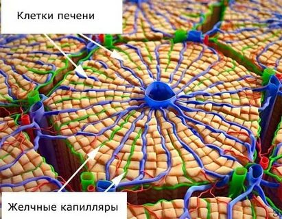 Какие клетки печени