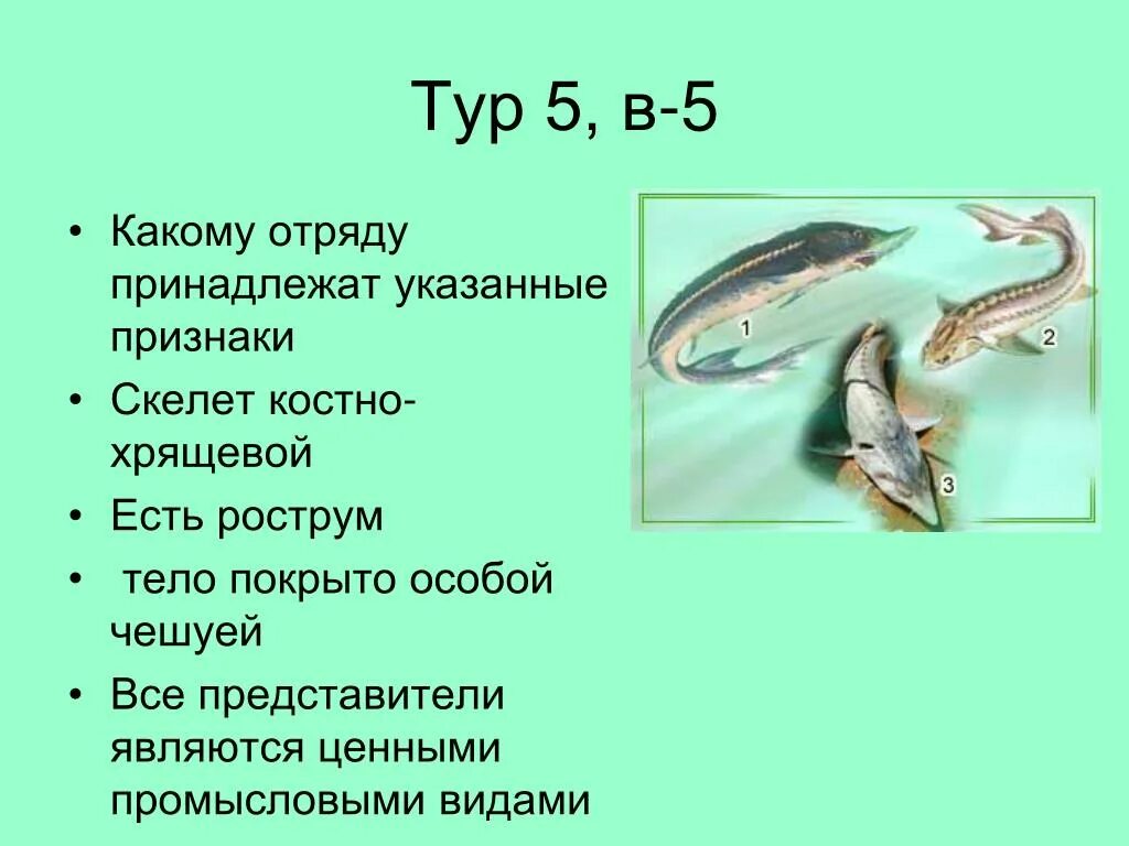 Какие есть отряды хрящевые. Чешуя костных и хрящевых рыб. Хрящевые рыбы тело покрыто чешуей. Отряды хрящевых рыб. Костные рыбы тело покрыто костной чешуей