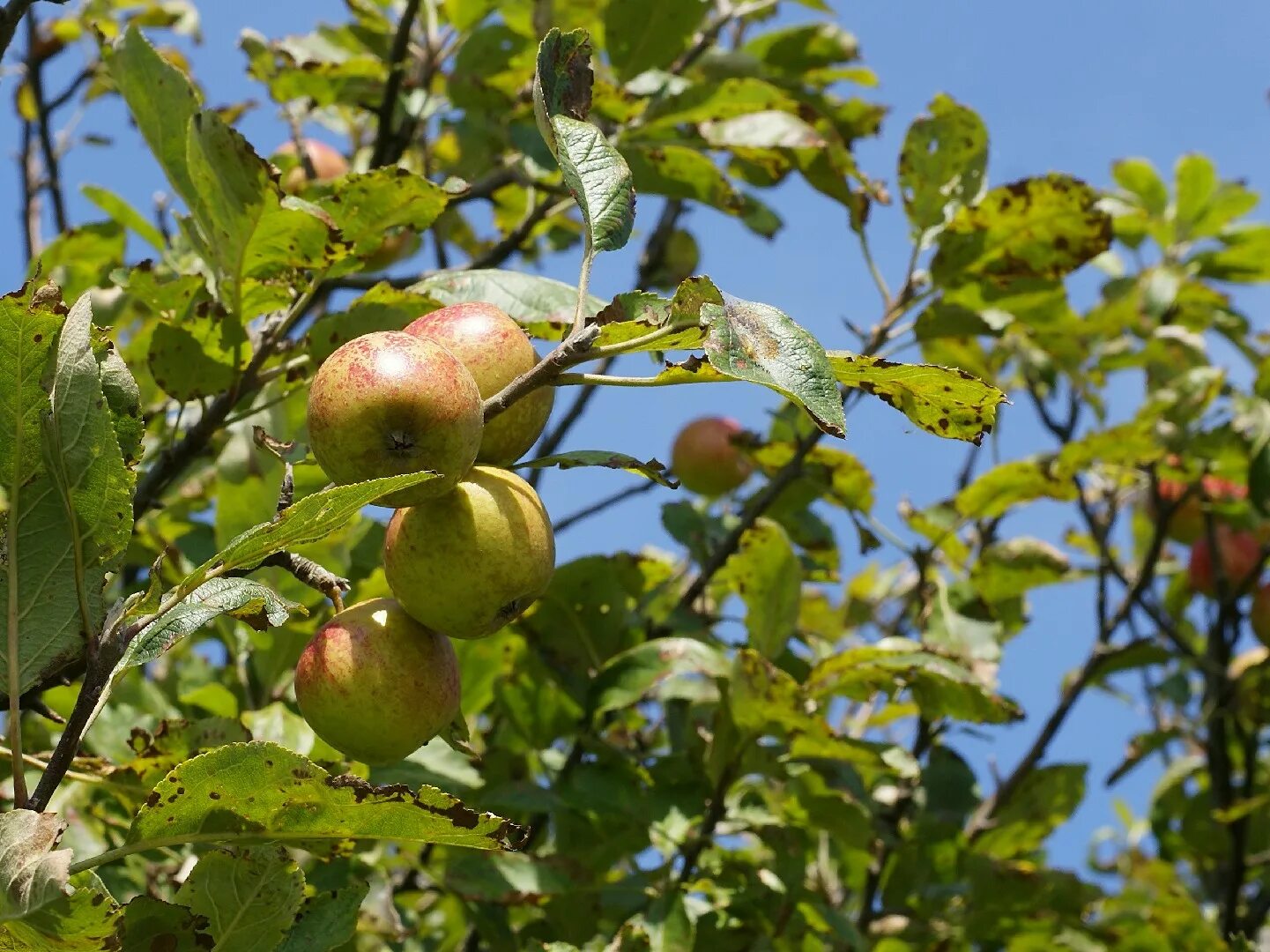 Дикая яблонька. Яблоня Дикая Malus Sylvestris. Яблоня Лесная Malus Sylvestris Mill.. Яблоня Лесная (дичок). Яблоня дичка.