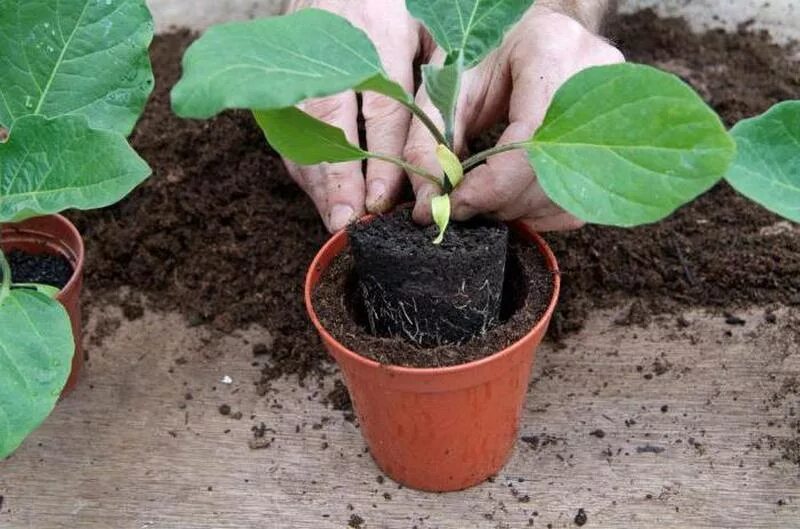 Высадка баклажан в грунт рассадой. Баклажаны в теплице. Высадка баклажан в грунт рассадой. Баклажаны на грядке. Высадка рассады баклажан в теплицу.