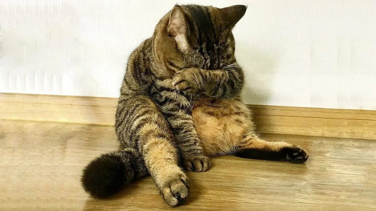 обиженный кот. кот обижает кошку. кот обижает кошку. кошка обиделась. обиженный котик.