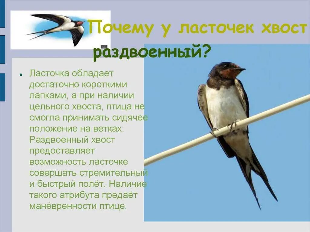 История создания ласточки. Разновидности ласточек. ласточка виды птиц. образ жизни ласточки. информация о ласточке.