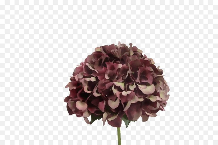 Hydrangea Ruby Red Classic. 1536 1024