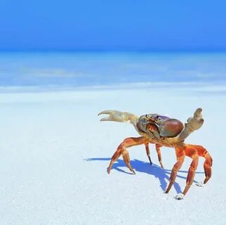 Крабики в море