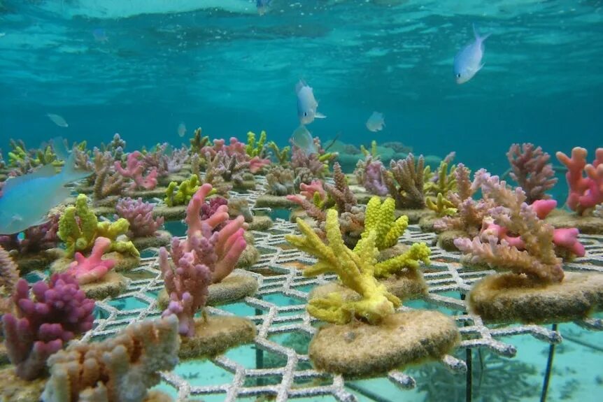 The coral has. Коралловые рифы Монерон. Лептострея коралл. Календрум коралл. Литофилон коралл.