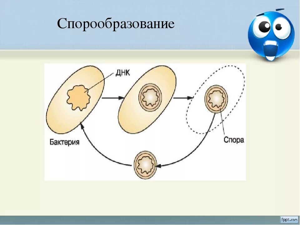 Образование спор характерно для. Спорообразование схема размножения. Схема спорообразования у бактерий. Спорообразование размножение рисунок. Схема образования спор у бактерий.