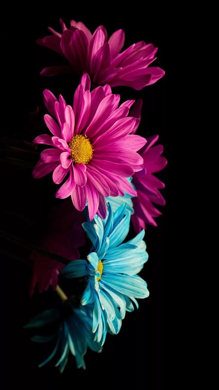 Яркие цвета. Галактика цветок. Samsung flowers. Samsung flowers. Заставка на телефон цветы.