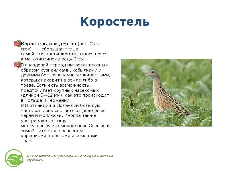 Коростель пастушковые. Коростель описание. Коростель птица описание. Коростель Дергач.