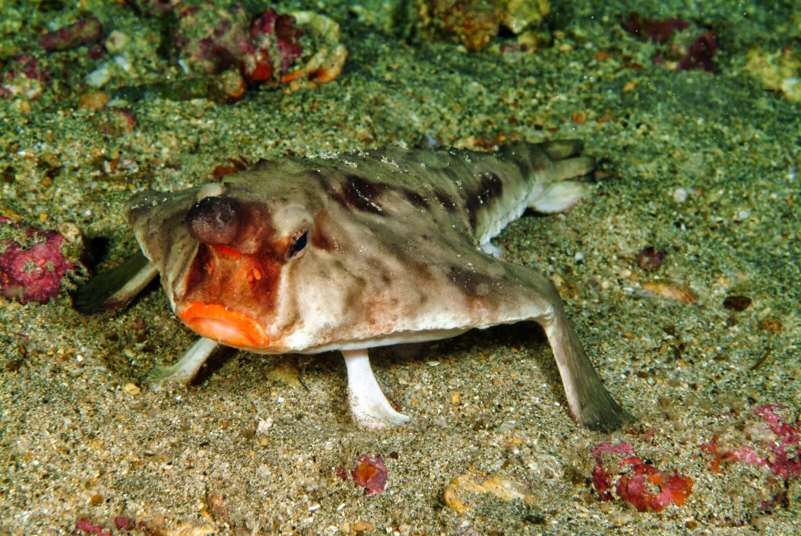 Морская собака животное. Нетопырь короткорылый рыба. Морская собачка Павлин черное море. Нетопырь короткорылый (Ogcocephalus).