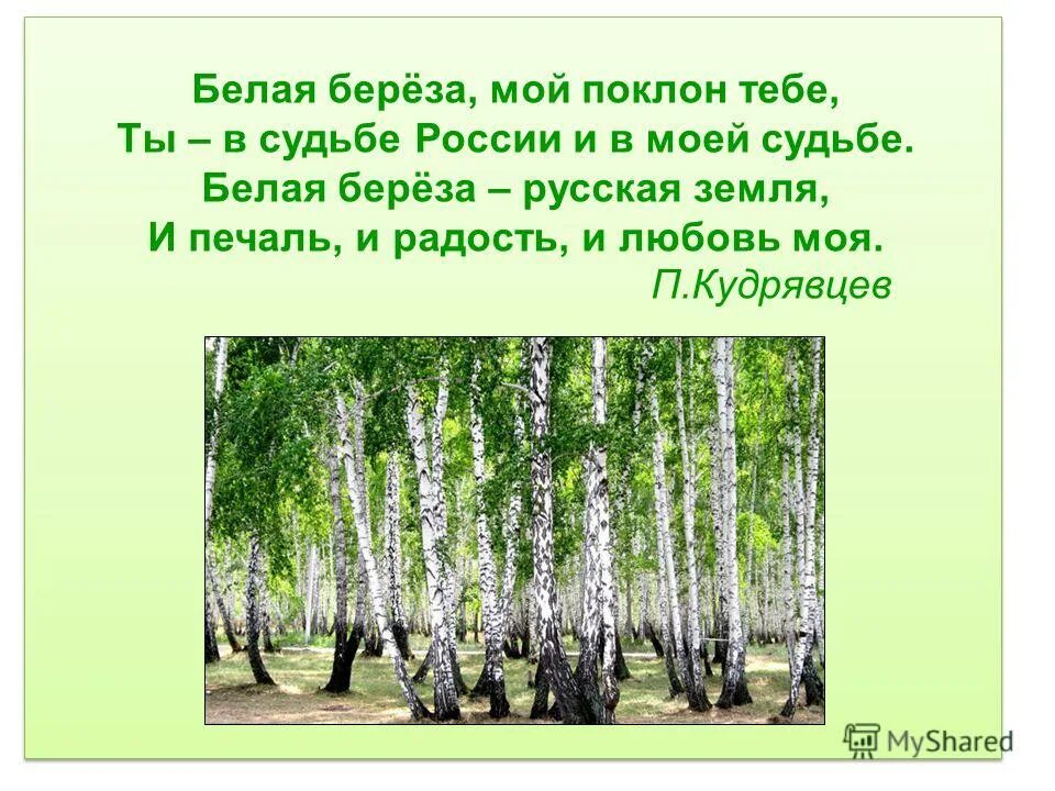 Почему березу считают