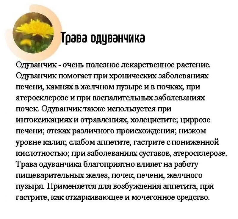 Полезные свойства одуванчика. Одуванчики лечебные свойства рецепты. Цветы одуванчика лечебные свойства отзывы