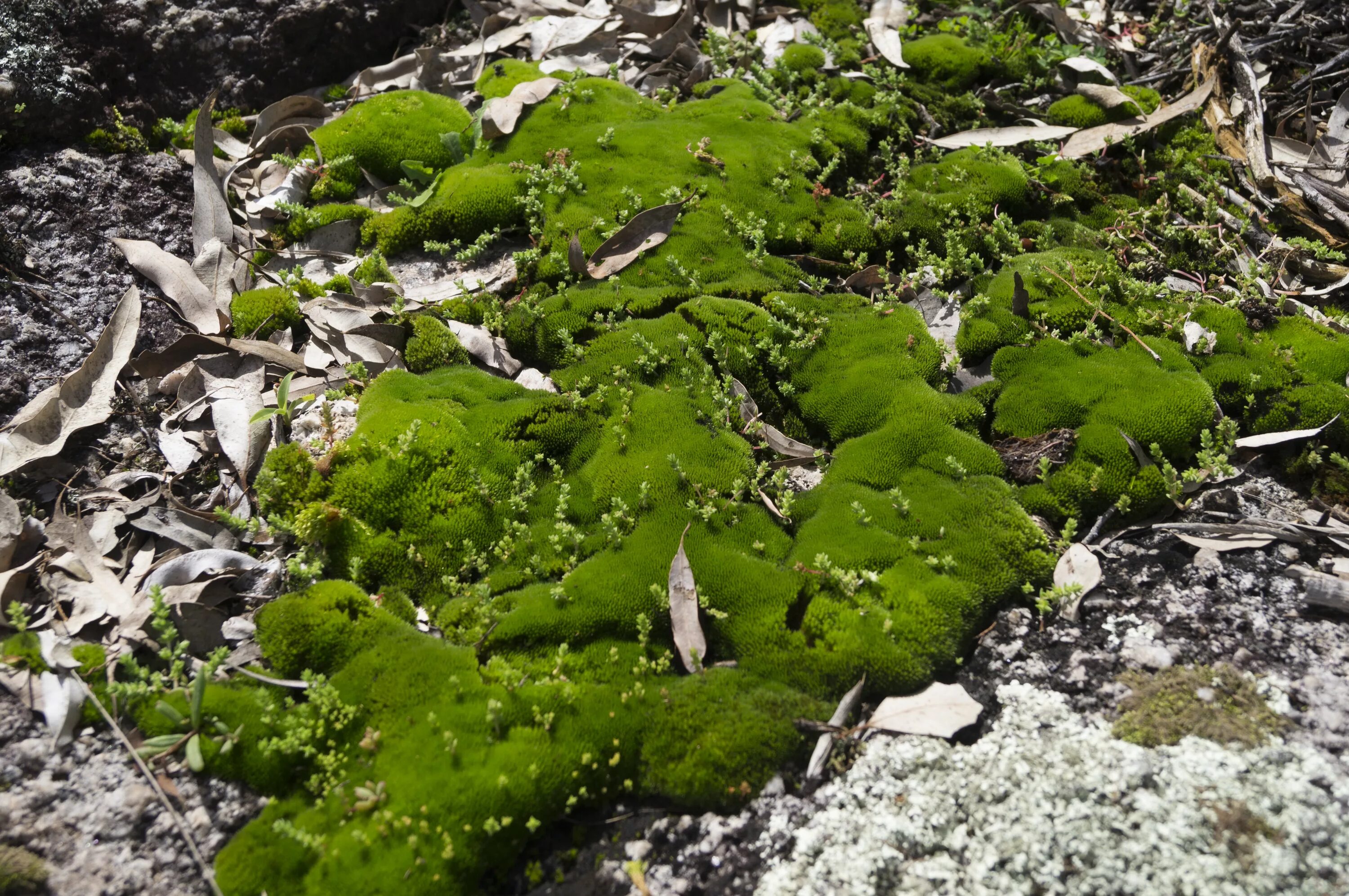 Эдафофильные водоросли. Аэрофитон водоросли. Xanthophyta водоросли. Мох схистостега.