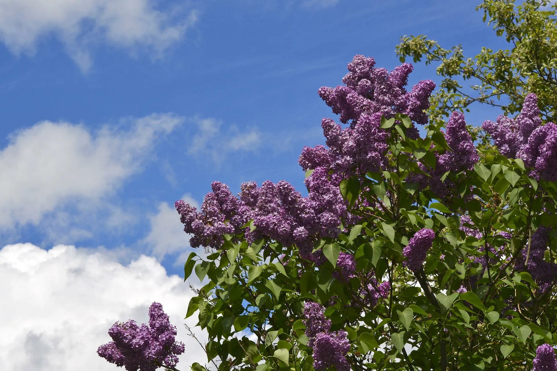 Сирень Звегинцева (Syringa sweginzowii). Сирень Звегинцева. Сирень академик Курчатов. Бесплатное музыка сирень