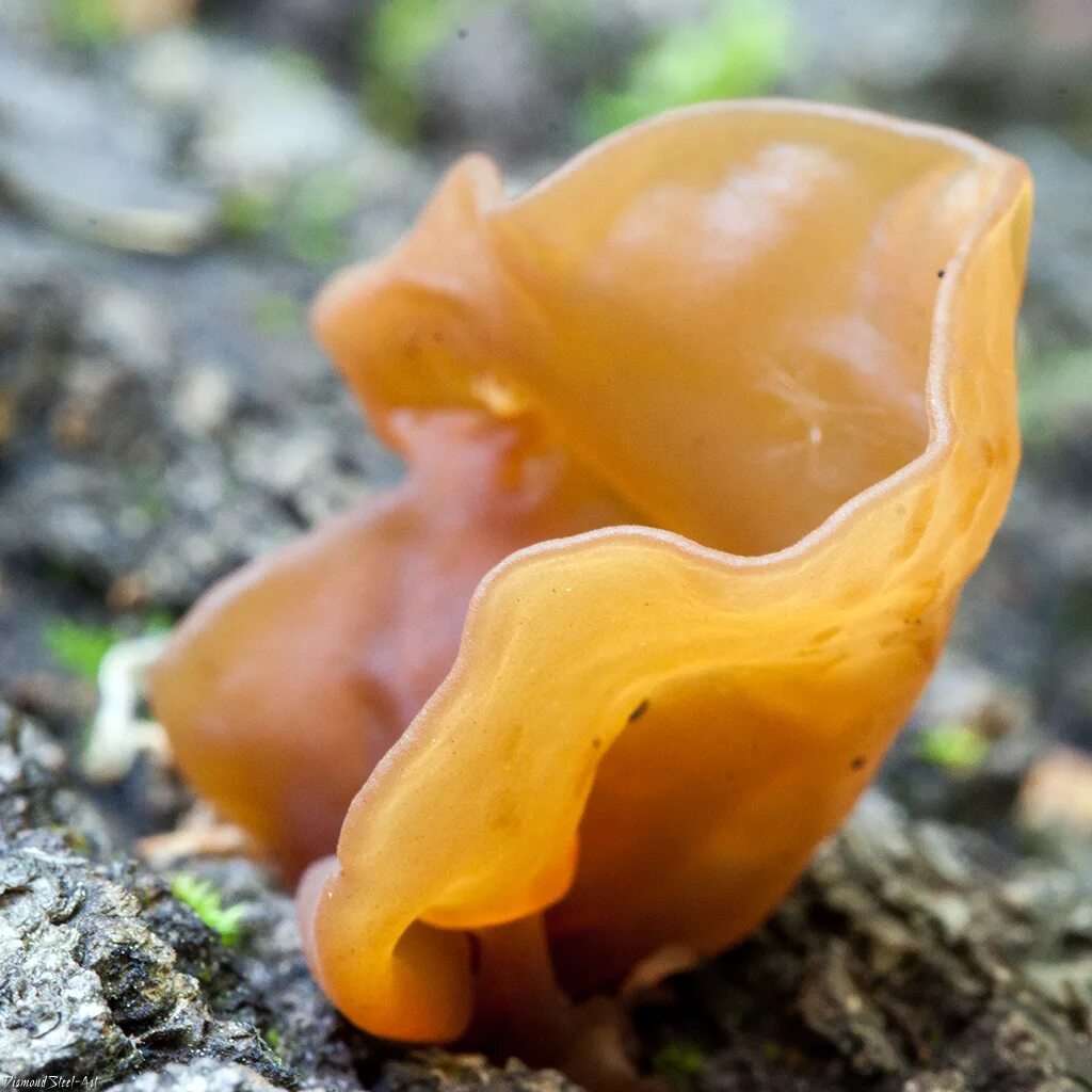 Дрожалка оранжевая гриб. Дрожалка оранжевая (Tremella mesenterica). Дрожалка оранжевая съедобный гриб. Гриб Дрожалка листоватая (Tremella foliacea).