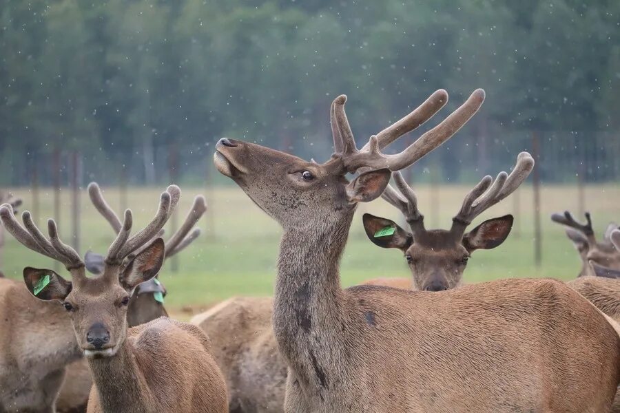 оленеводство на чукотке. олень используют. воркута тундра оленеводы. оленеводы севера коми. оленеводство в тундре северные олени.