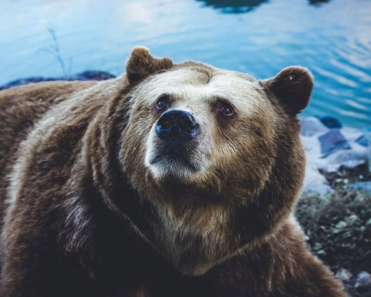 Какую среду освоил медведь. Медведь. Гризли. Русский медведь. Алтайский медведь.