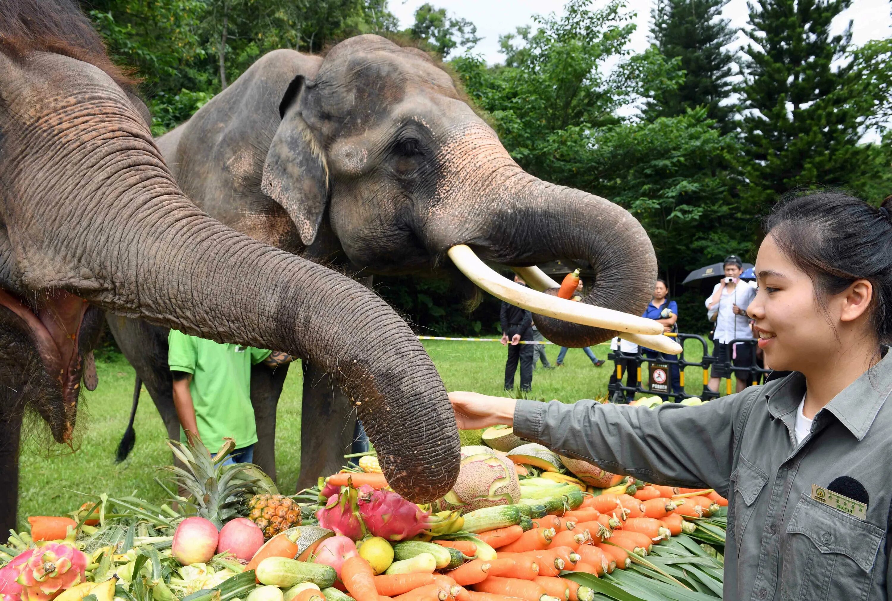 Elephants world. Всемирный день слонов 12 августа. День тайского слона. Праздник день слона. Фестиваль слонов в Индии.