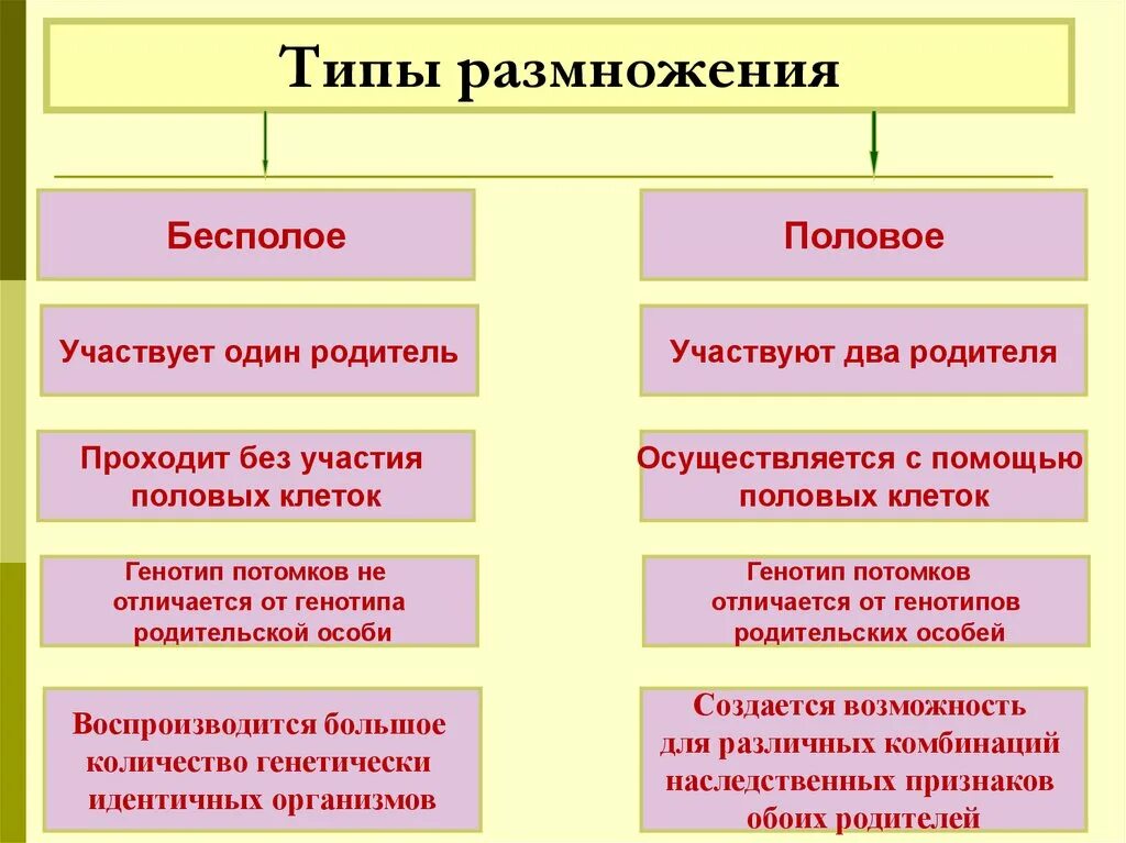 Назовите тип размножения