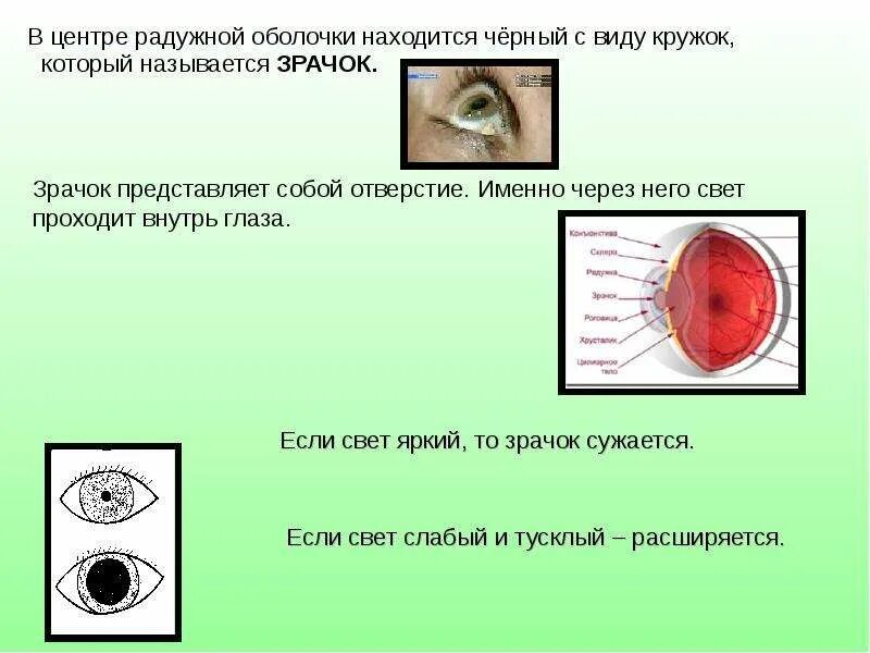 Отверстие в центре радужной оболочки. Небольшое отверстие в центре радужной оболочки. Зрачок строение и функции. Зрачок это отверстие в центре. Какими опытами можно обнаружить функции зрачка