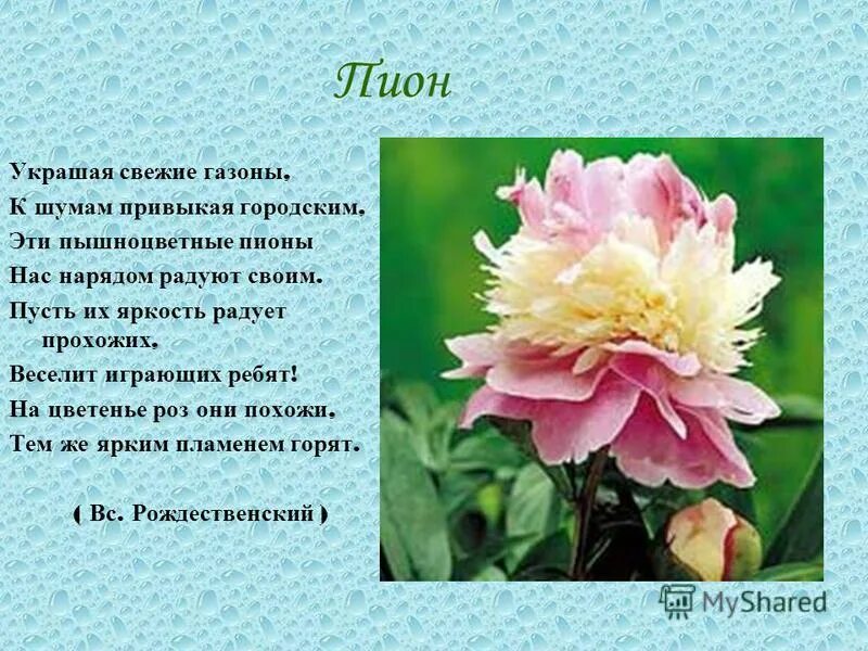 Стихи про пионы. Пион. Пионы и книга. Легенда о пионе. Высказывания про пионы.
