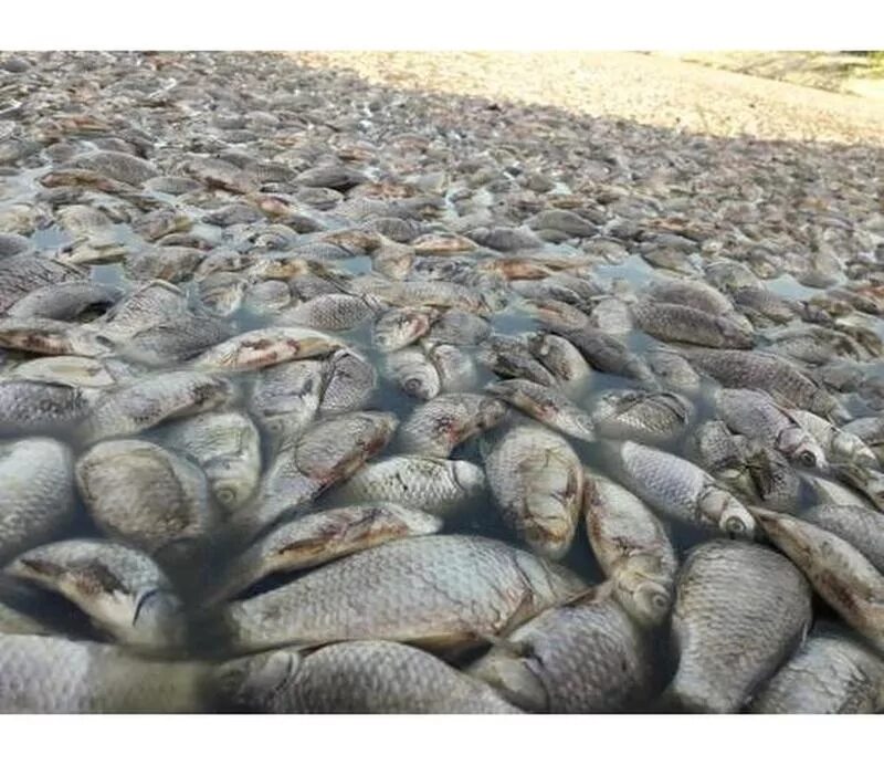 Погибло много рыбы. Мертвая рыба на берегу.