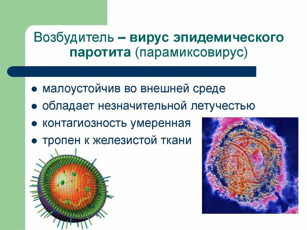 Вирус ковид отнесен к группе патогенности. Эпидемический паротит возбудитель. Парамиксовирус паротит. Вирус эпидемического паротита. Возбудитель паротита микробиология.