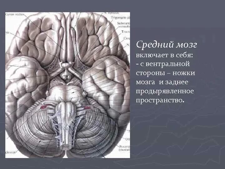 Средний мозг включает в себя