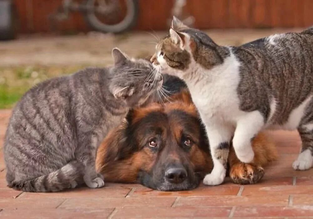 Большие собаки и кошки. Кошки и собаки. Кот и собака дружат. Дружба животных. Собака с кошкой дружат.