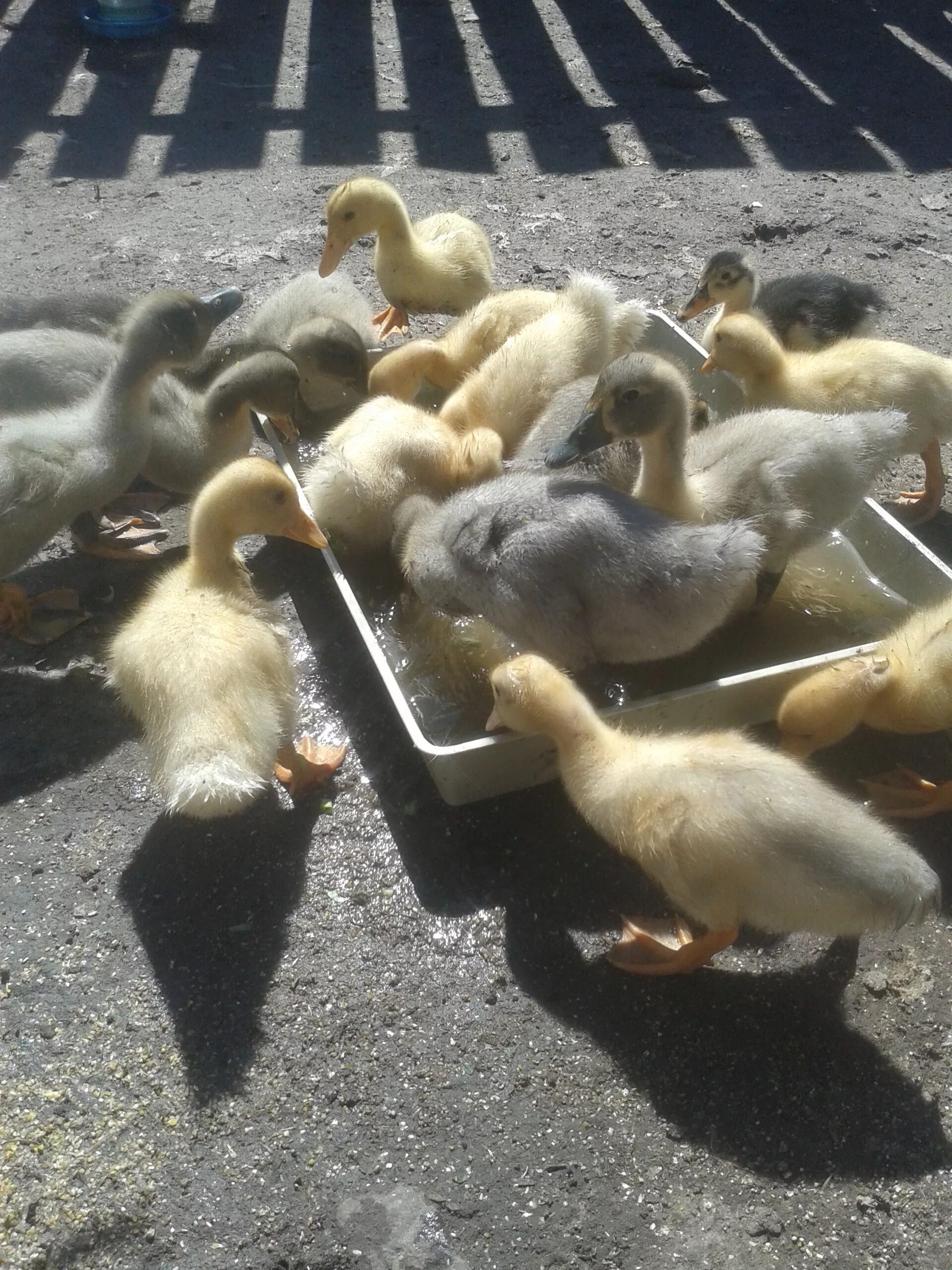 Помогите утке попить воды brain out. Метод утёнка. Попади уткой. Утка помоги. Резиновая уточка.