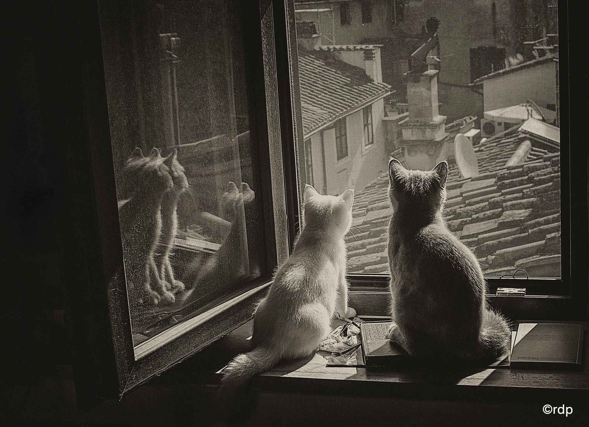 Кошка окно москва. Кошка на окне. Кошки на окошке. Кошка на окне живопись. Кошки на крыше.