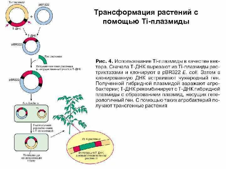Трансформация средств. Метод агробактериальной трансформации. Трансформация растений с помощью агробактерий. Основные этапы агробактериальной трансформации. Методы трансформации растительных клеток.