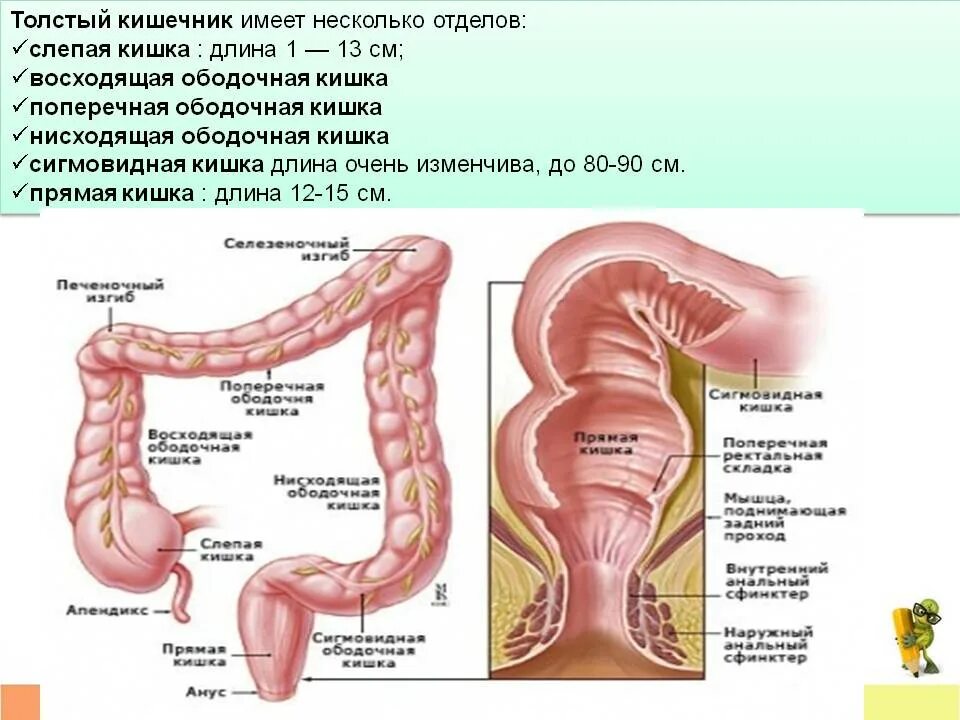 Какие отделы в толстом кишечнике. Схема строения толстого кишечника. толстая кишка. отделы толстой кишки.. отделы толстой кишки схема. строение толстого отдела кишечника.