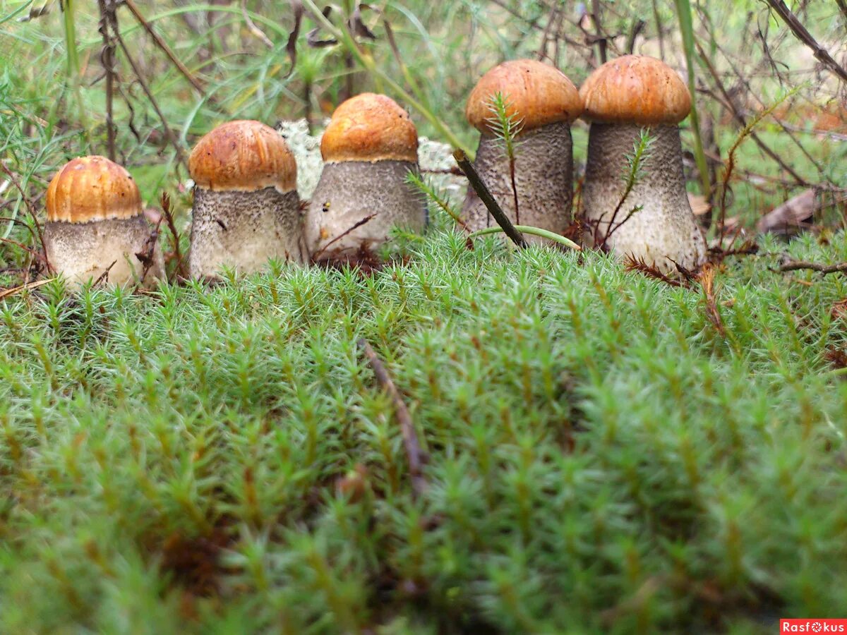 Грибная поляна фото. Поляна подосиновиков. Подосиновик гриб Поляна. Поляна грибов. Подосиновики в лесу.
