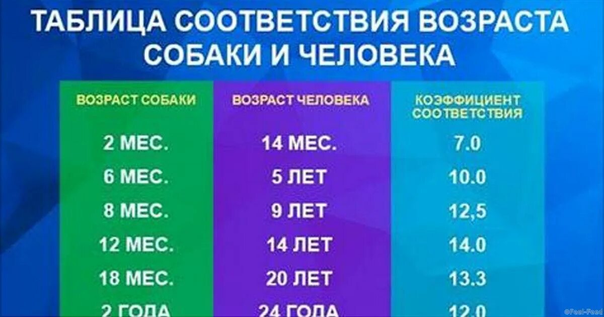Таблица возраста собак мелких пород. Соответствие возраста собаки и человека таблица. Таблица возраста животных. Таблица возраста животных. Кошачьи и собачьи года.