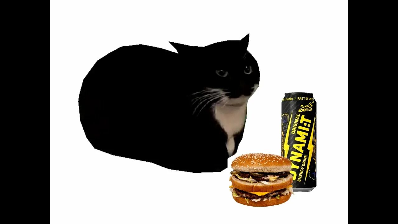 Maxwell the cat. Maxwell the cat. Maxwell the cat. Maxwell the cat. Maxwell the cat.