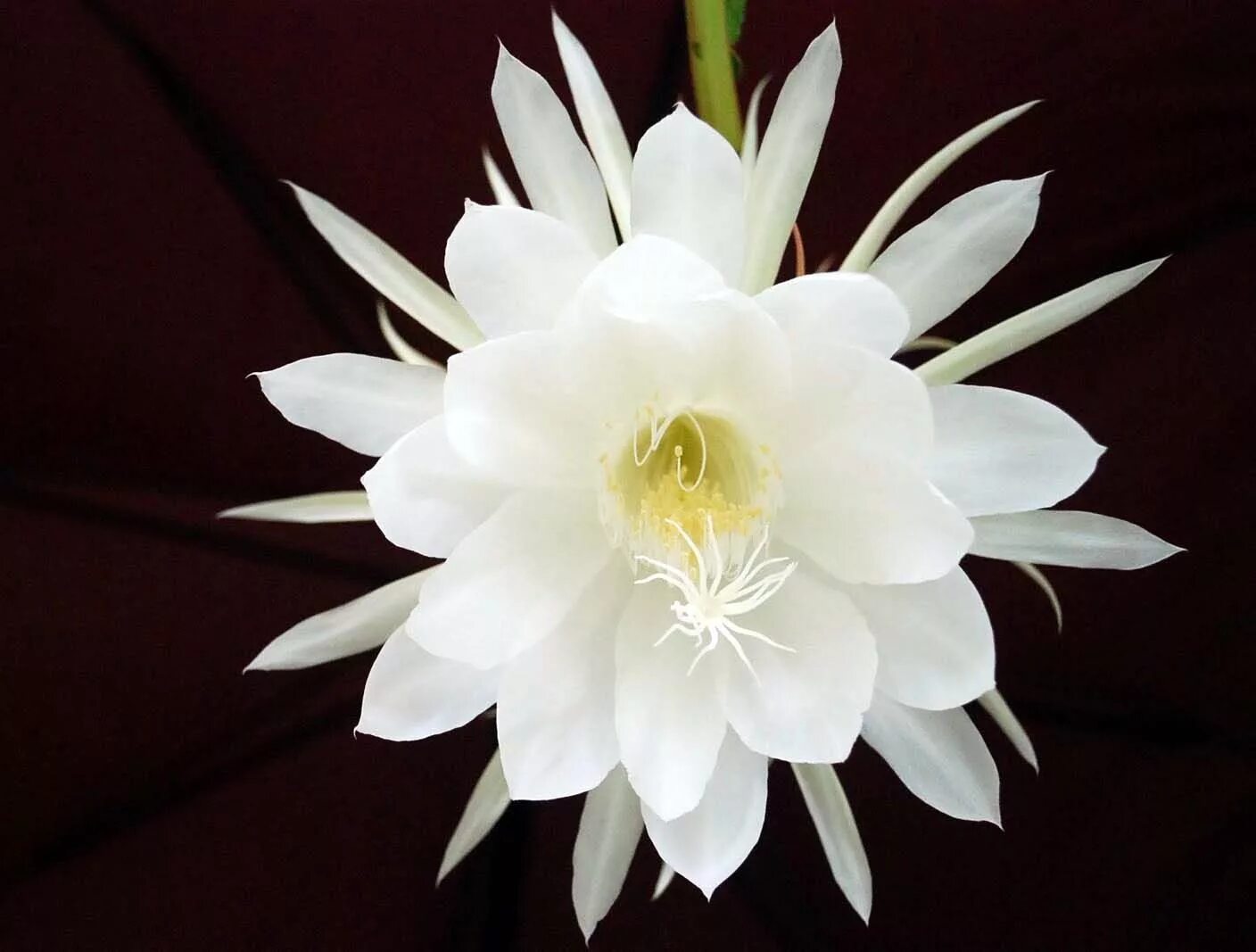 Эпифиллум оксипеталум. Цветок кадупул. Кадупул (kadupul flower). Кадупул (epiphyllum oxypetalum). Эпифиллум оксипеталум белый.