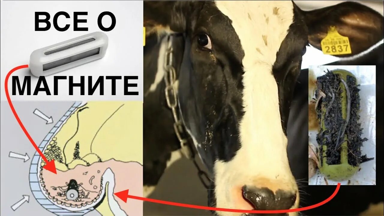 Как призвать жевательную корову