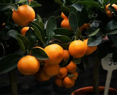 Саженцы мандарина