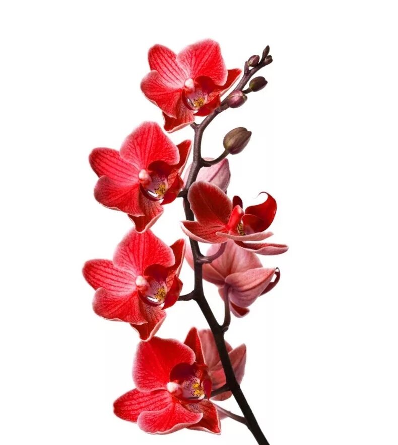Орхидея купить в туле. Орхидея Цимбидиум красная. Орхидея фаленопсис красная. Фаленопсис Pusan. Цимбидиум бутоны.