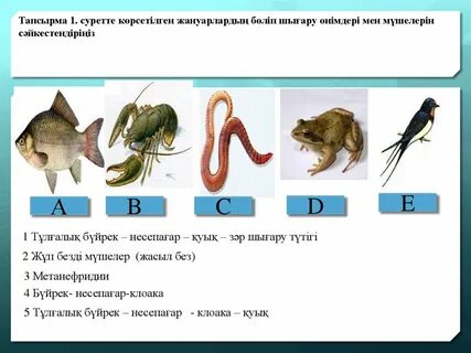 Қазақстаннан секс видео