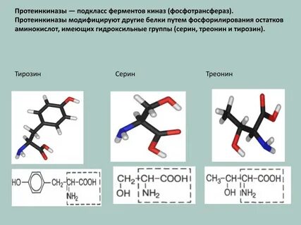 Протеинкиназа класс фермента