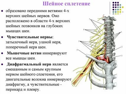Шейное сплетение это
