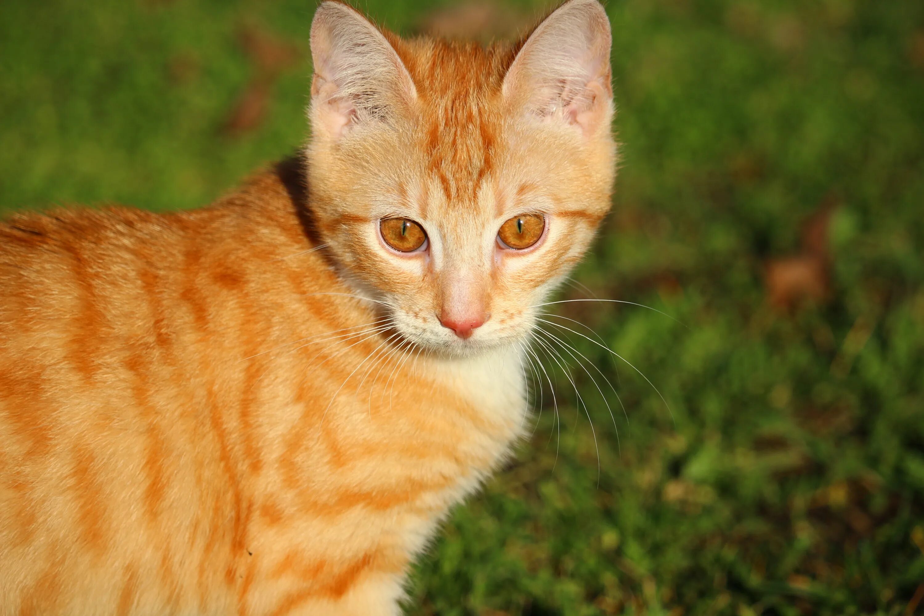 Рыжая кошка с черными пятнами порода. Европейская короткошерстная табби рыжий. Бенгальская короткошерстная кошка рыжая. Макрелевый табби рыжий. Сибирский гладкошерстный рыжий кот.