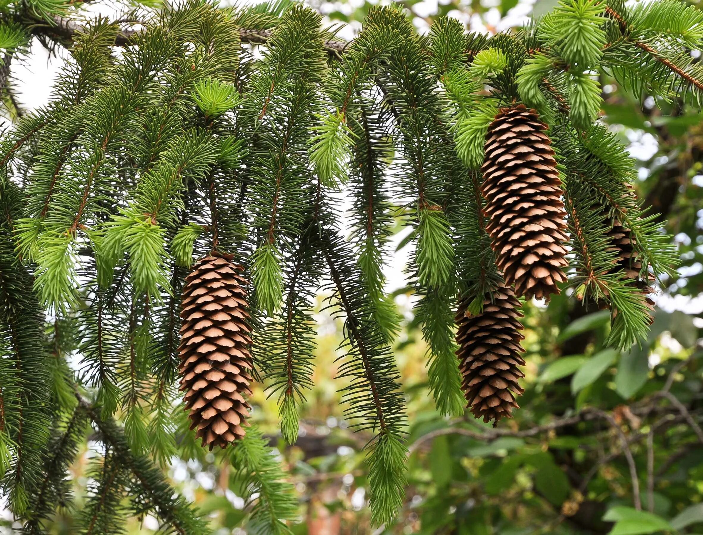 Картинка дерева ели. Ель европейская Picea Abies. Ель обыкновенная (Pícea Ábies). Ель европейская (ель обыкновенная) шишки, хвоя. Ель обыкновенная (европейская) - Picea Аbies.