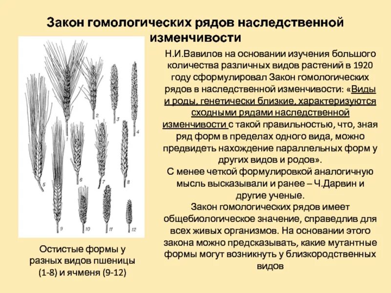 Пшеница мутации