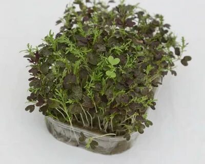 Микрозелень мицуна
