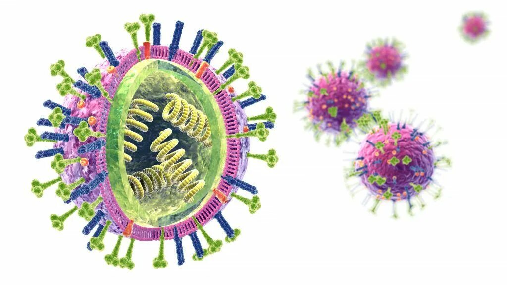 Вирус гриппа одноклеточный. Строение вируса гриппа. Птичий грипп строение вируса. Схематическая структура вируса гриппа. Вирус гриппа рисунок.