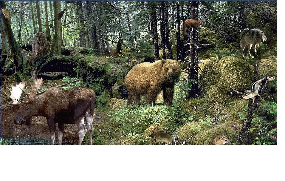 Видовое разнообразие животных леса. Фауна тайги в России. Животный мир таежной зоны. Обитатели зоны тайги. Растительный и животный мир тайги.